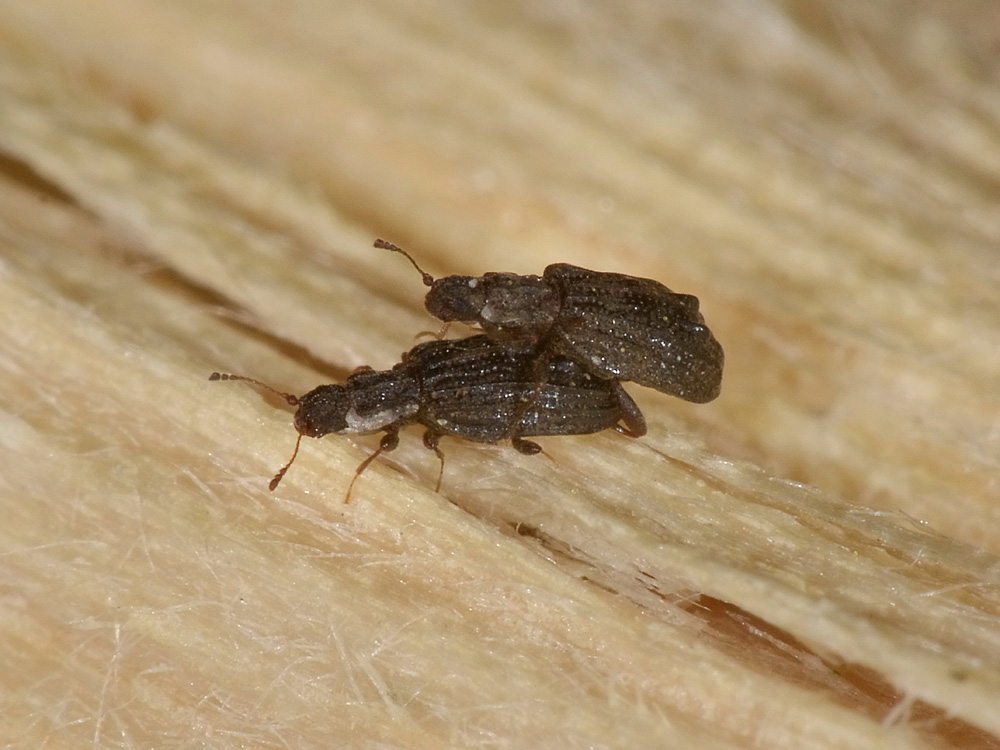 Cartodere nodifer, Latridiidae